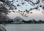 Helen Eddy photo card - Cherry Blossoms /Jefferson - Washington DC - Item 112d-66