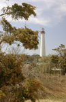 Lighthouse - Cape May