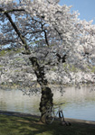 Helen Eddy photo card - Cherry Tree with Bike - Washington DC - Item 140d-91