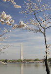 Helen Eddy photo card - Washington Monument (V) - Washington DC - Item 140d-50