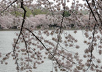 Helen Eddy photo card - Cherry Blossoms Bushes and Trees - Washington DC - Item 140d-66