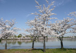 Helen Eddy photo card - Cherry Trees at Lagoon - Washington DC - Item 152d-02