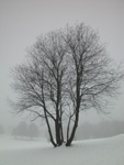 Snow Dotted Tree - Winter