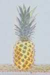 Pineapple Portrait