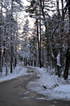 Snowy Road - Winter