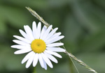 Daisy with Grass