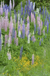 Lupine and Yellow Mecardonia