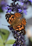 Butterfly on Purple Flower