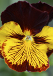 Dark Red and Bright Yellow Pansy