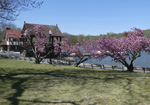 Helen Eddy photo card - Blooming Trees by Jamaica Pond, MA - Item 355d-55