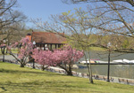 Helen Eddy photo card - Blooming Trees by Jamaica Pond, MA - Item 355d-58