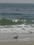 Lone Gull with Sun in Waves - Long Island