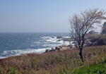 Helen Eddy photo card - Leaning Tree Against Shore - Kennebunkport, ME - Item 47d-K28