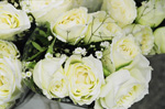 White Roses