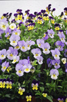 Lavender Violas