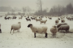 Snowy Sheepscape - Winter