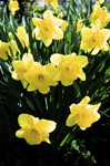 Daffodils