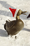 Mother Duck with Hat - Winter