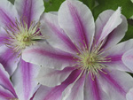 Clematis