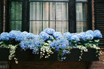 Hydrangea Window Box