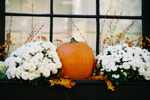 Pumpkin and White Mums