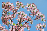 Pink Dogwood Blossoms Blue Sky