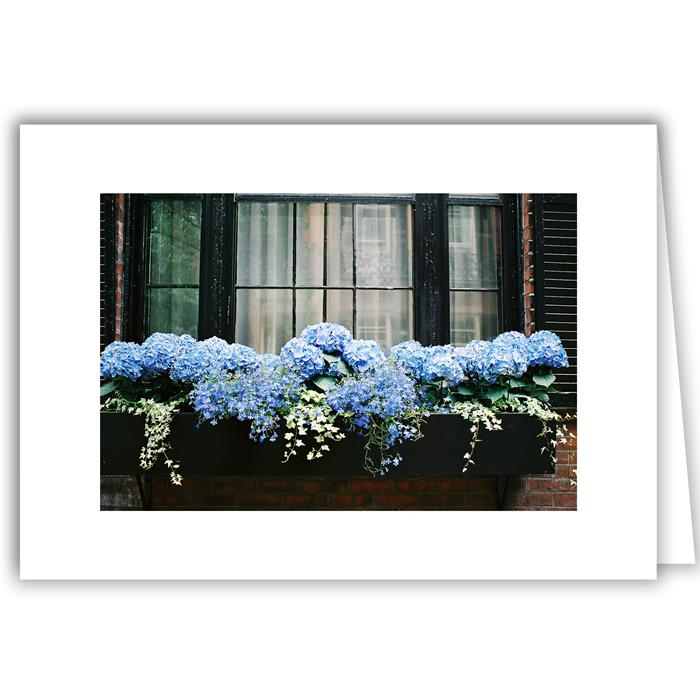 Hydrangea Window Box