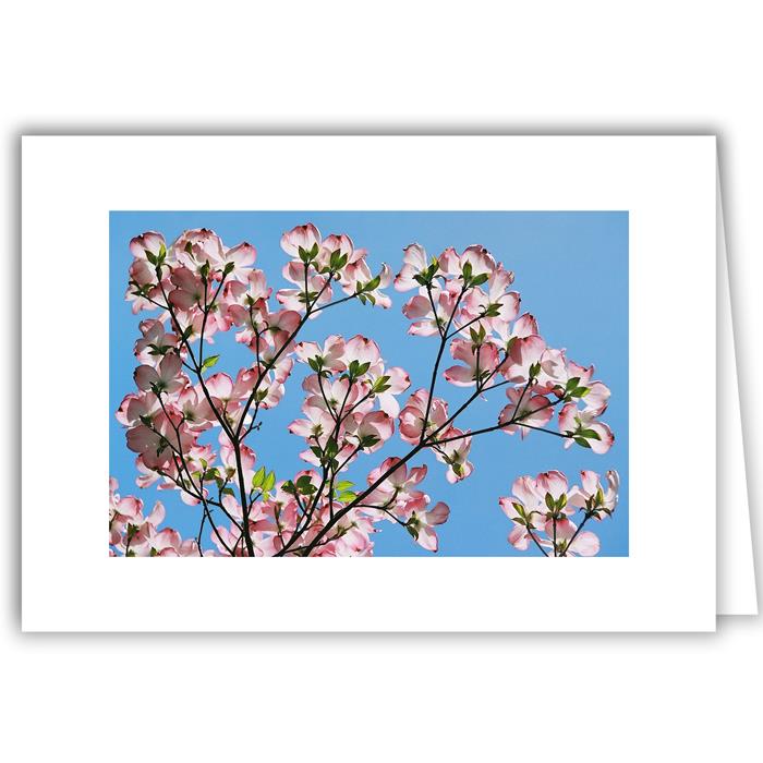 Pink Dogwood Blossoms Blue Sky