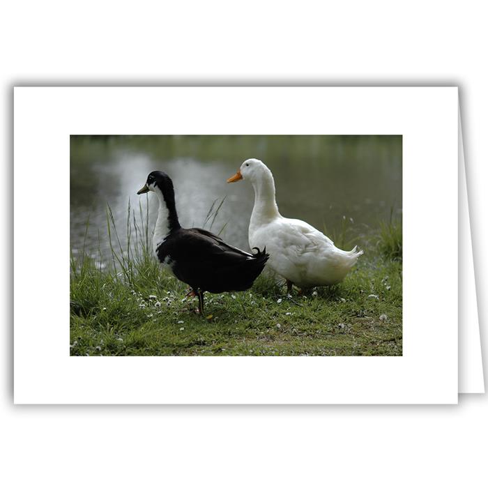 Two Ducks Black &amp; White