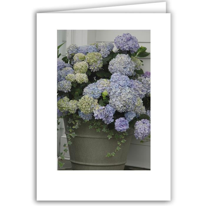 Hydrangea in Bucket