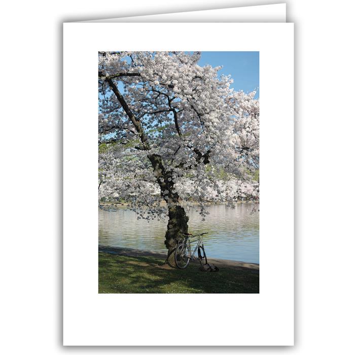 Helen Eddy photo card - Cherry Tree with Bike - Washington DC - Item 140d-91