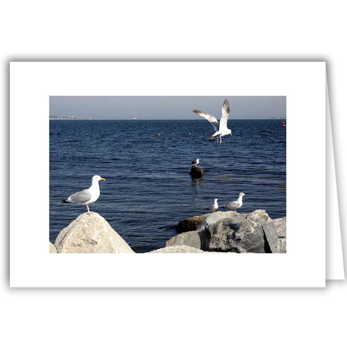 Seagull on Rock