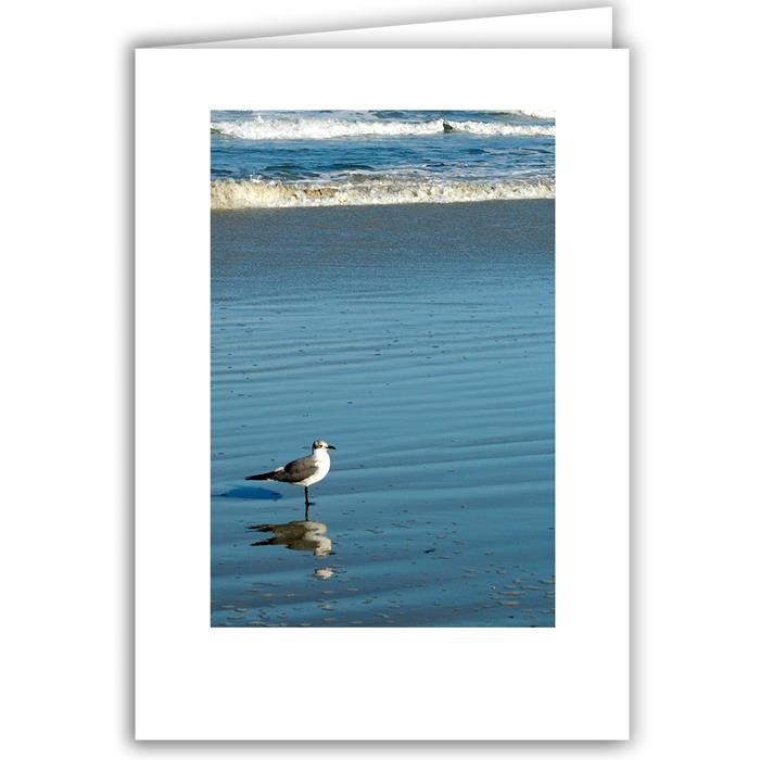 Lone Gull with Reflection - Florida