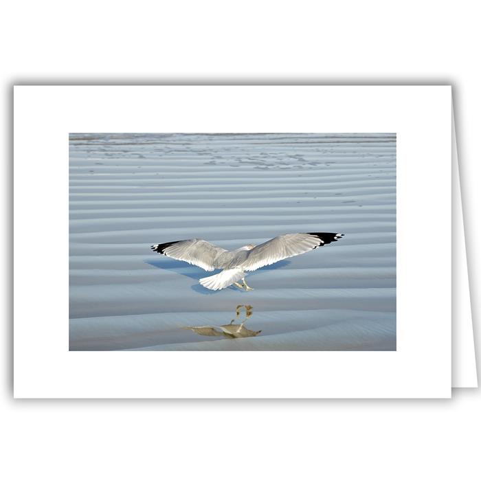 Seagull Airborne and Reflection - Florida