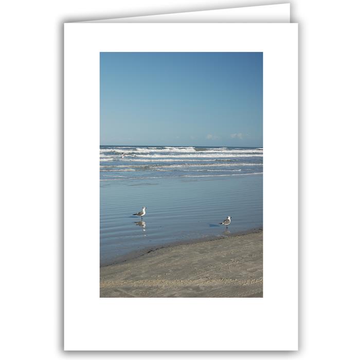 Sea Birds with Sand - Florida