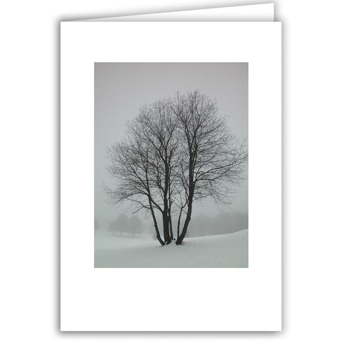 Snow Dotted Tree - Winter