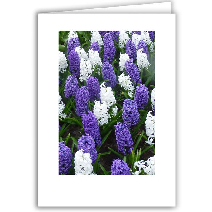 Purple and White Hyacinths