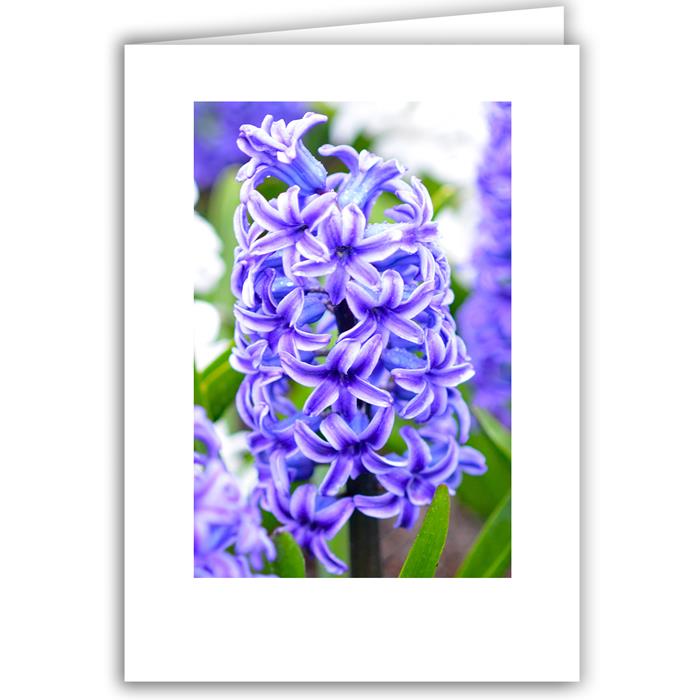 Blue Hyacinth