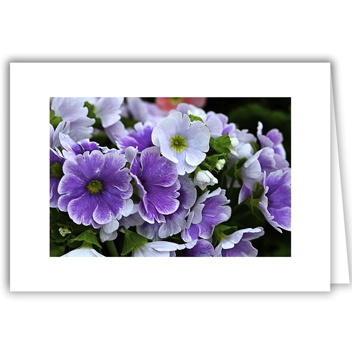 Purple Flower with White