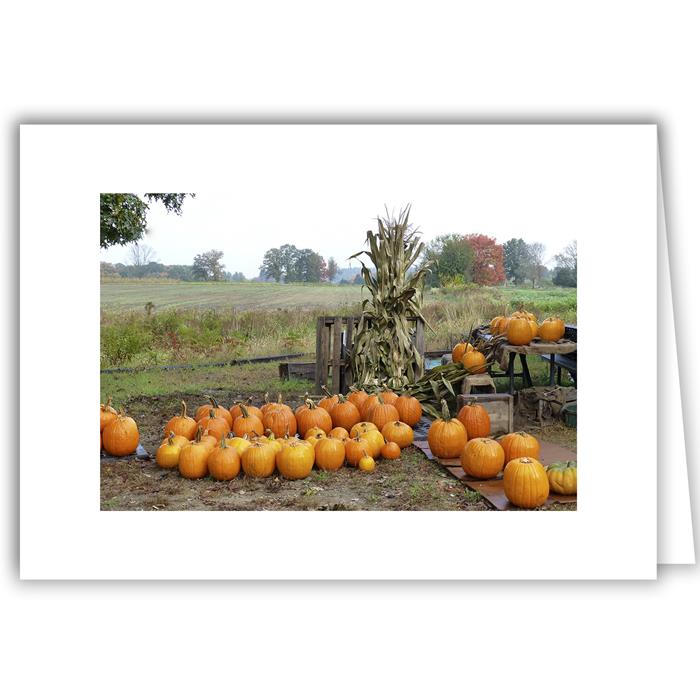 Pumpkin Harvest with Corn Stalks