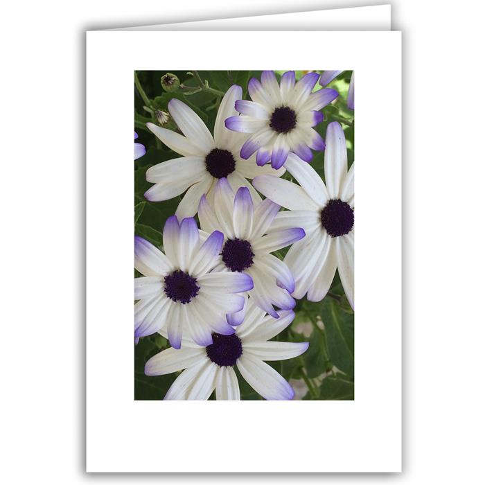 White with Purple Daisies