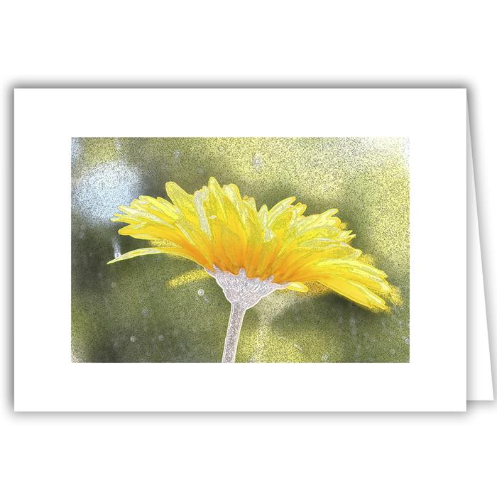 Daisy Sunshine   - Photo