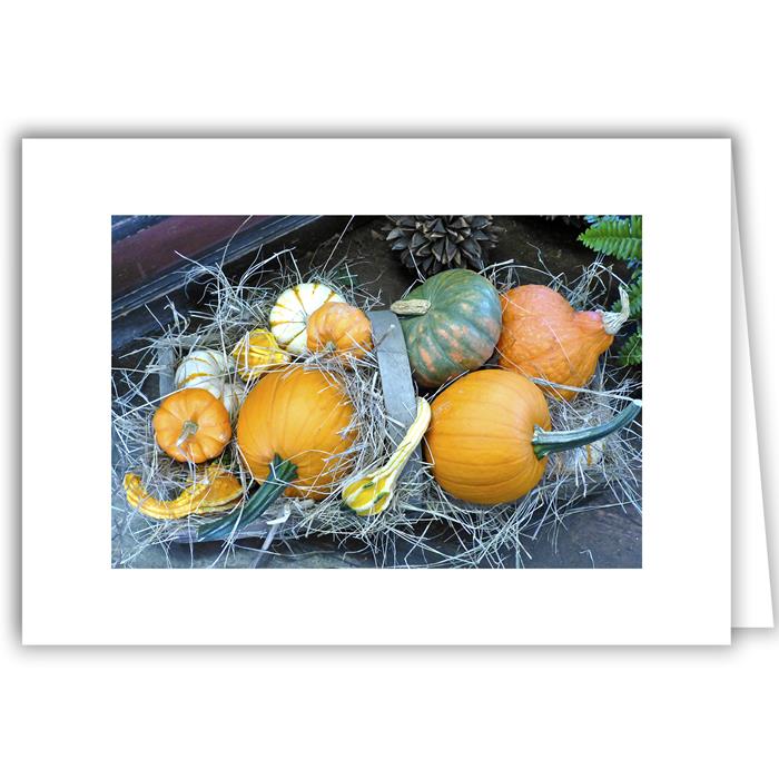 Pumpkins with White Gourd