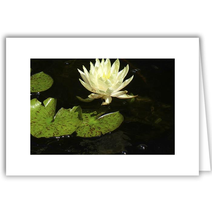 White Water Lily