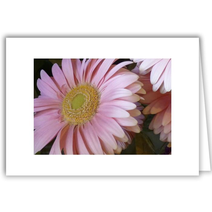 Soft Pink Daisy