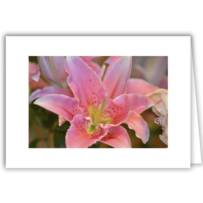 Pink Lily Close-up