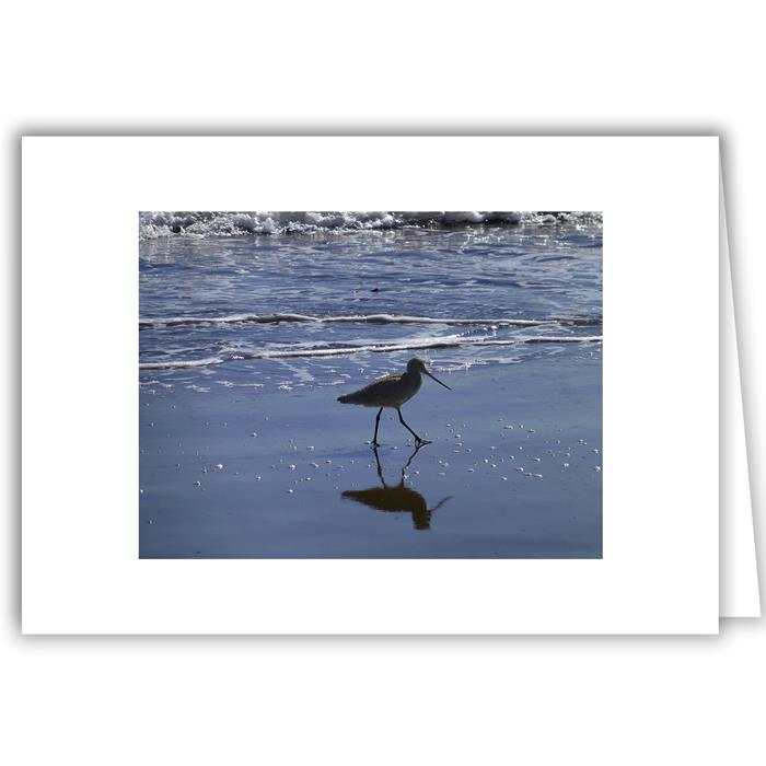 Sea Bird in Stride - Santa Barbara