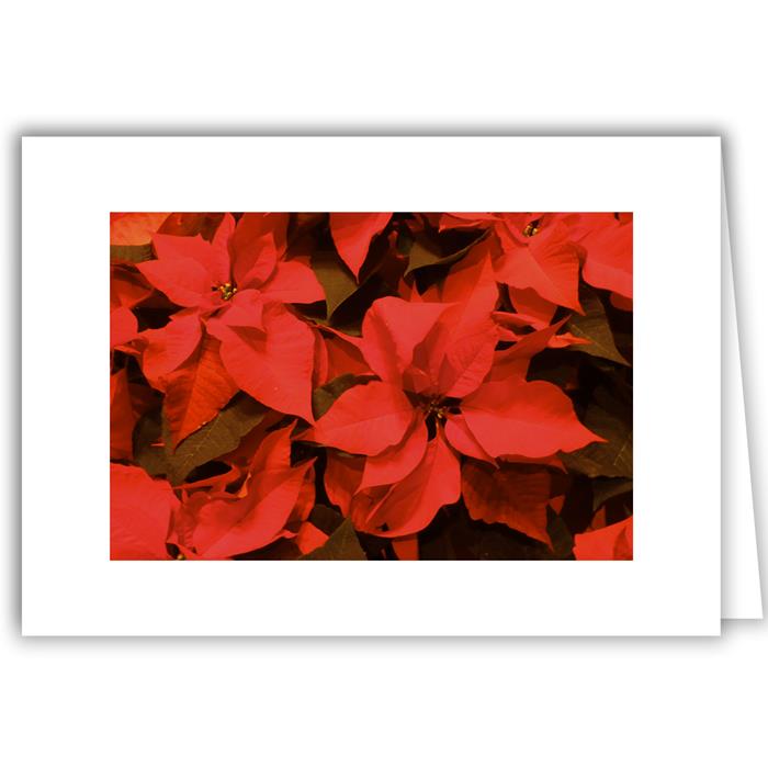 Poinsettia - Winter