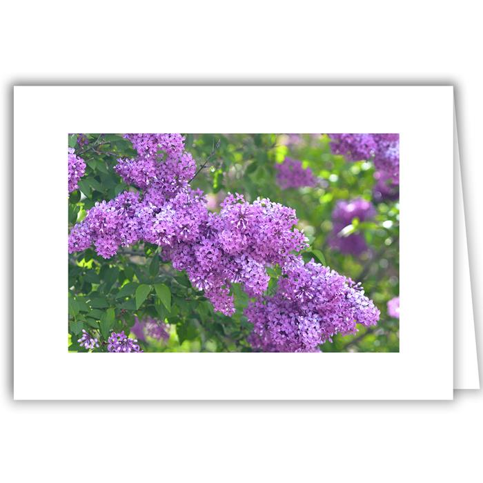 Lilac in Bloom