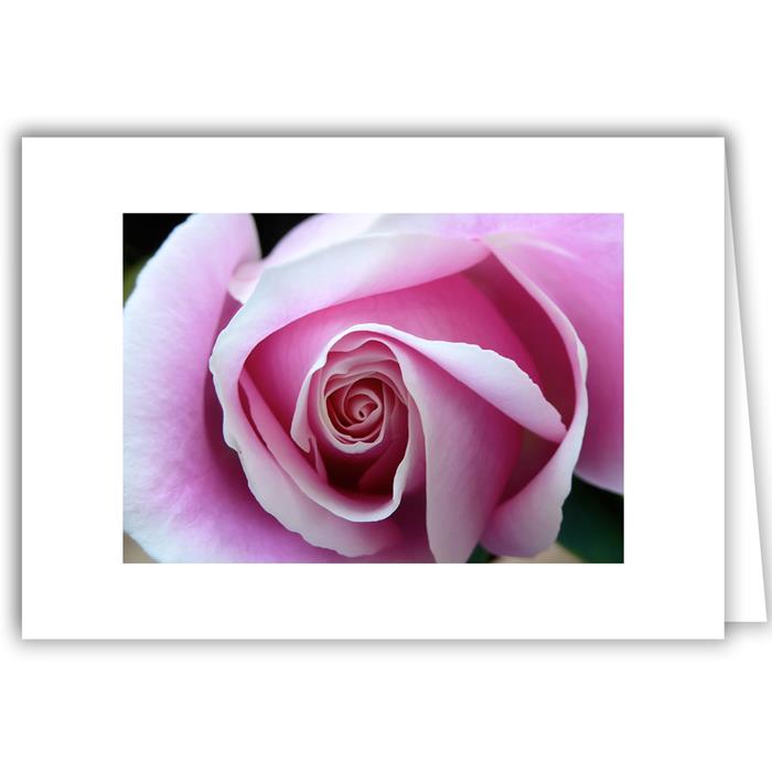 Pink Rose Close-Up